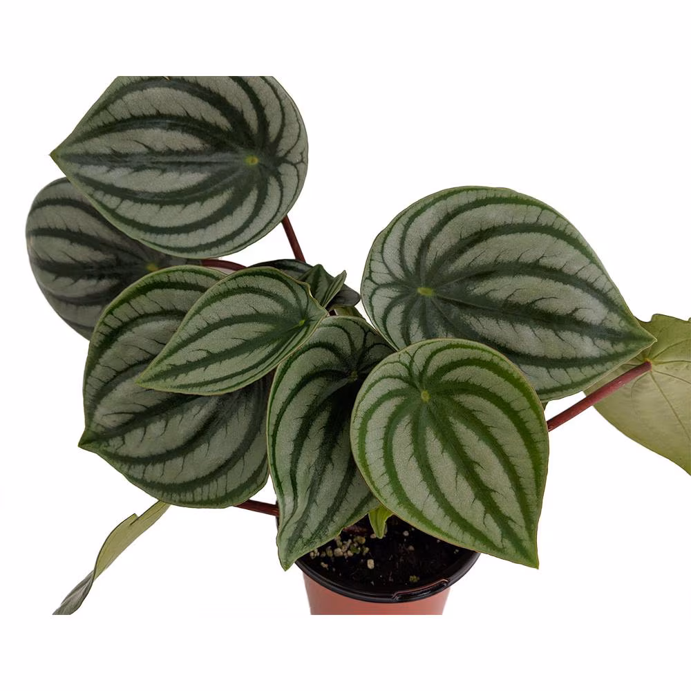 Watermelon Peperomia 2
