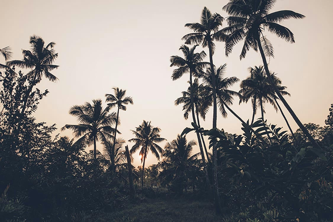 PALMIERS AU KERALA - Photographie d'art des BestJobers 40x60 cm sur plexi