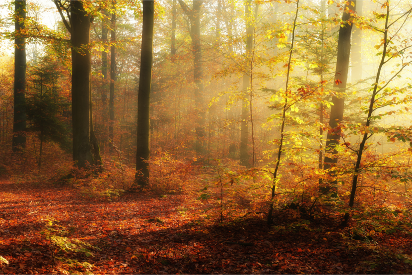 Fototapeta MGŁA W Jesienny Lesie Natura 3D 90x60cm