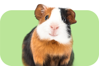 Small Pet/Small Pet Food