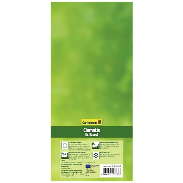 Waldrebe, Clematis »Dr. Ruppel«, zweifarbig, winterhart