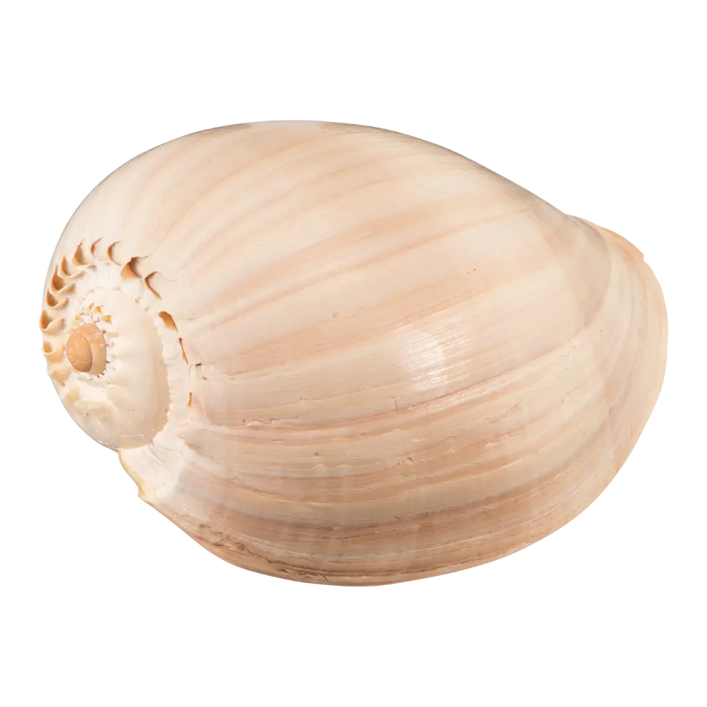 Muschel Muschel