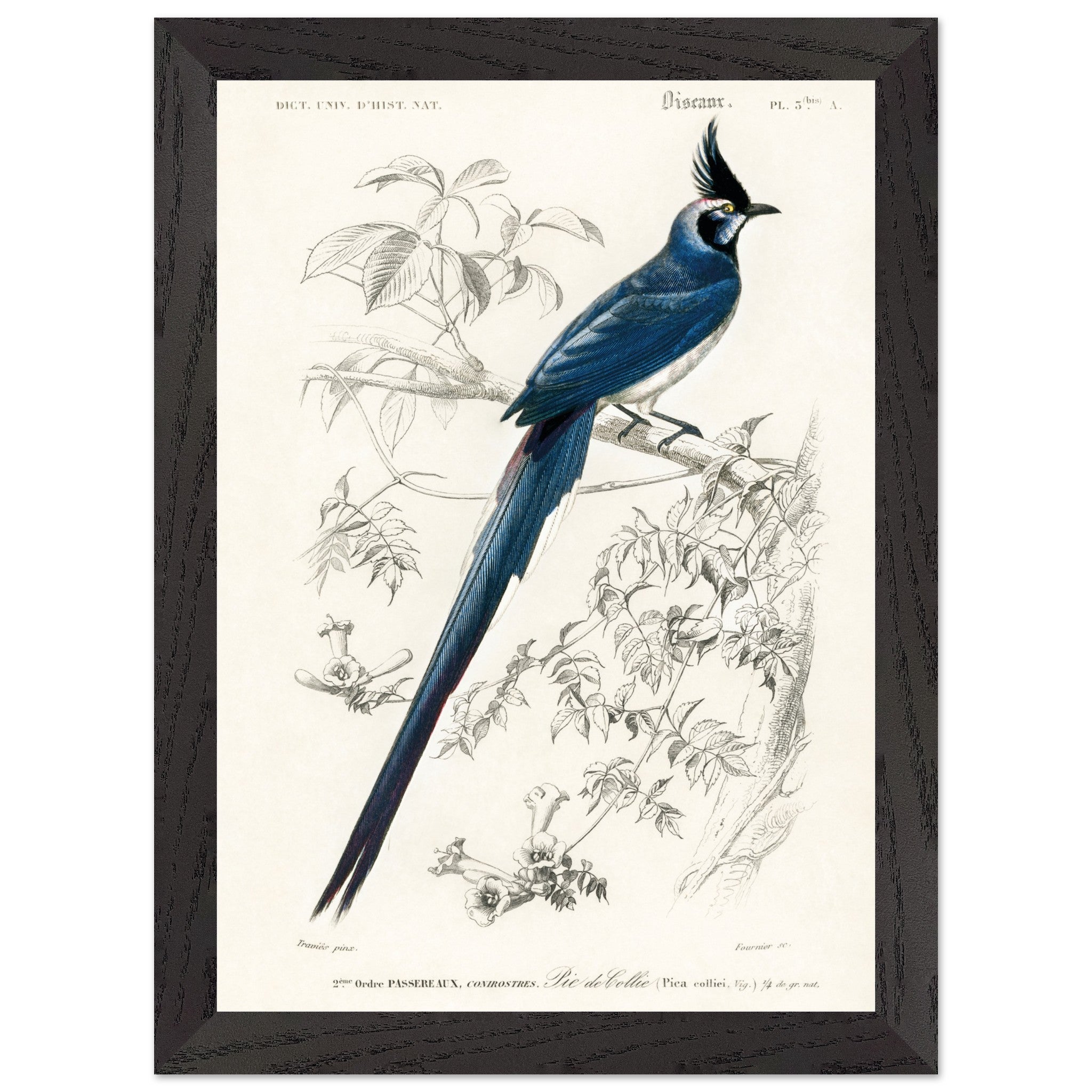 Artfulprints Poster met Lijst Charles Dessalines d'Orbigny - Black-throated magpie-jay (pica colliei)  - A4 21x29.7 cm - Blauw