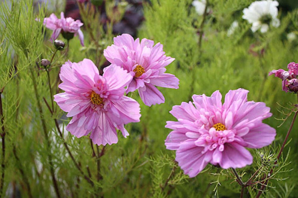 BLOMSTERFRØ NELSON GARDEN PYNTEKORG FIZZY PINK DARK CENTER
