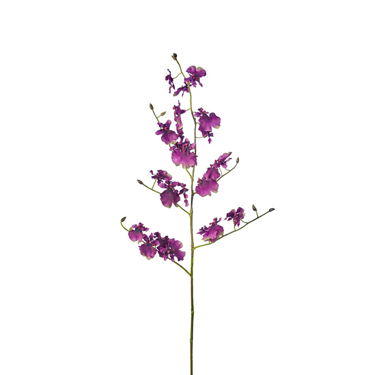 - Orchidée oncidium H58