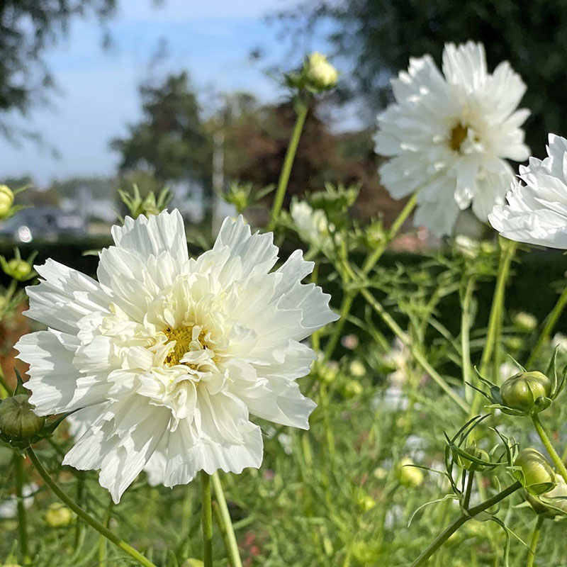 Rosenskära 'Double Dutch White'