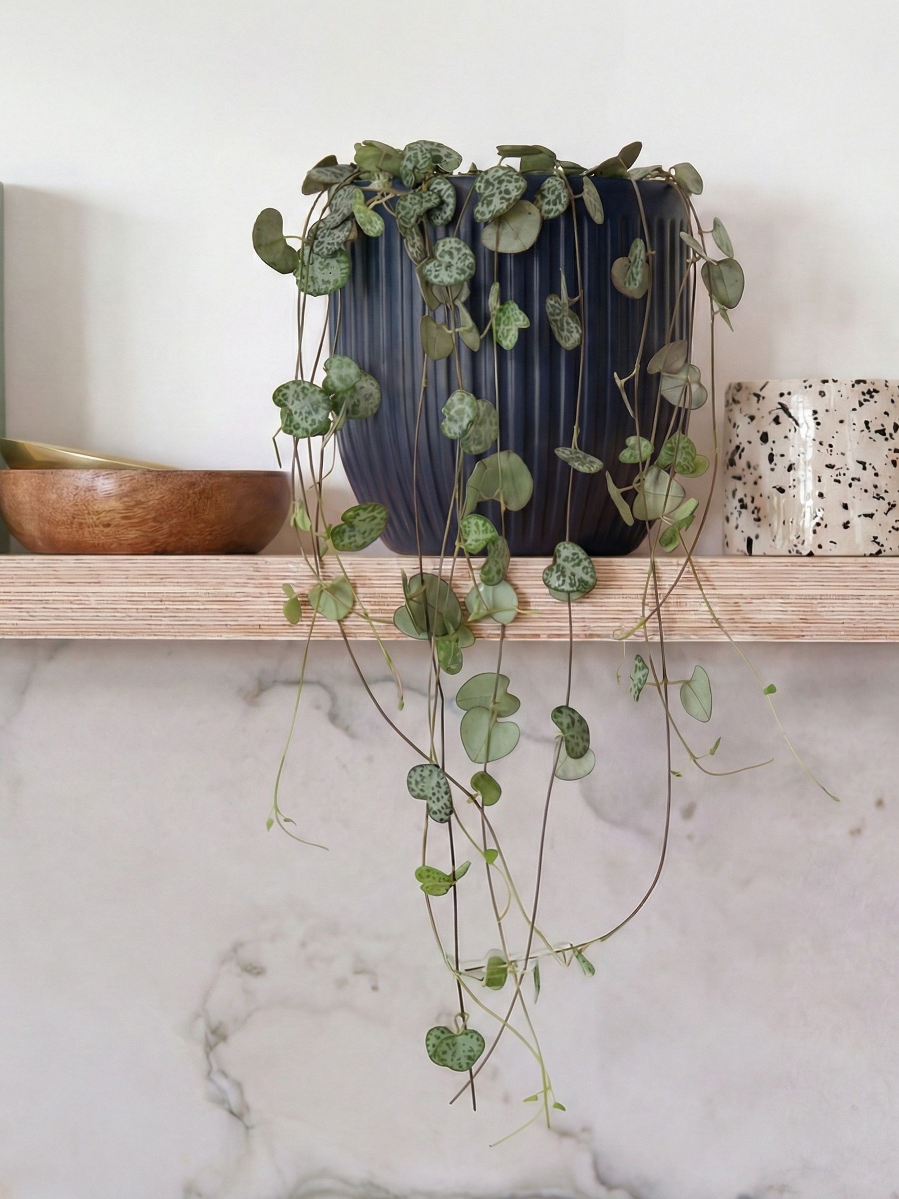 Beards & Daisies Navy Real String of Hearts Plant in Ribbed Pot