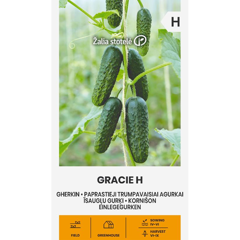 Frilandgurka 'Gracie' F1
