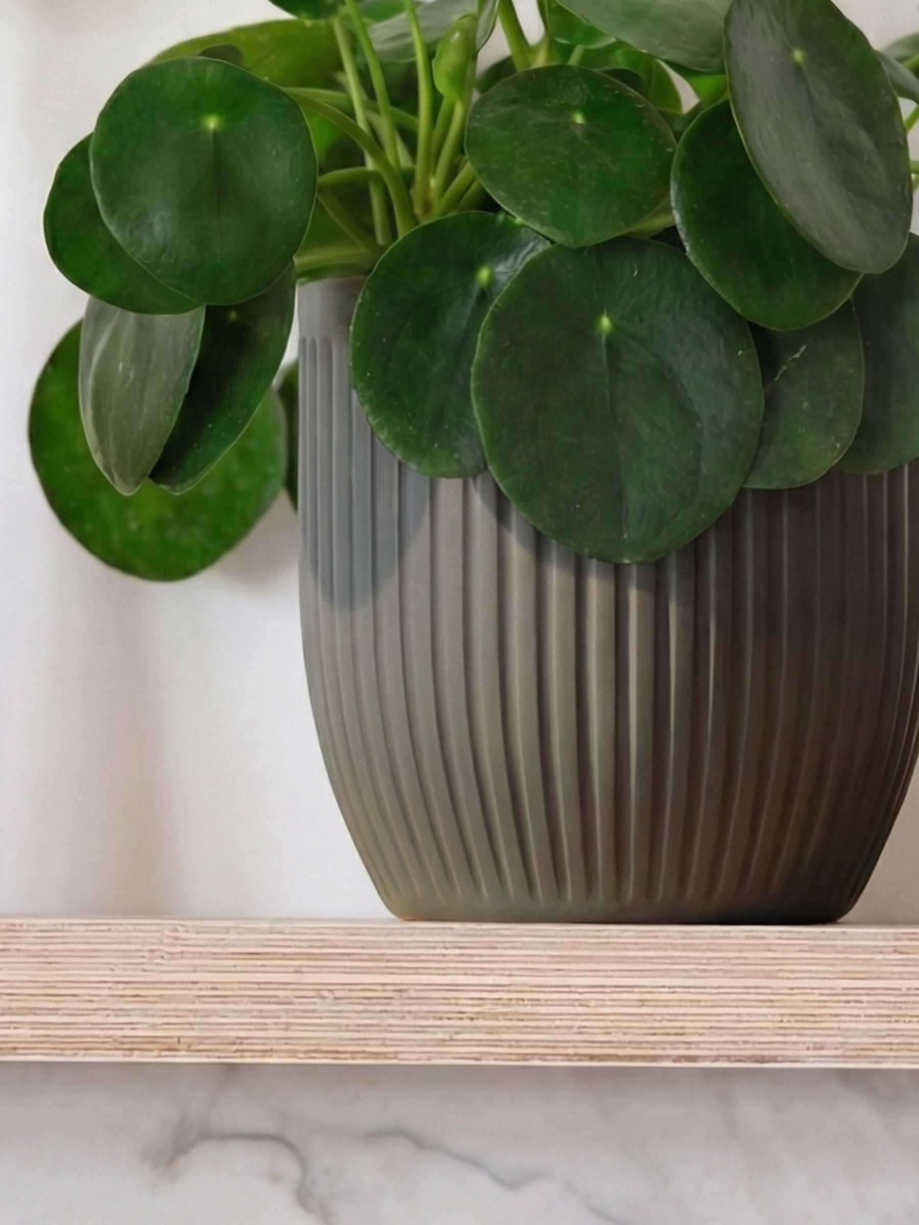 Beards & Daisies Grey Real Money Plant in Ribbed Pot