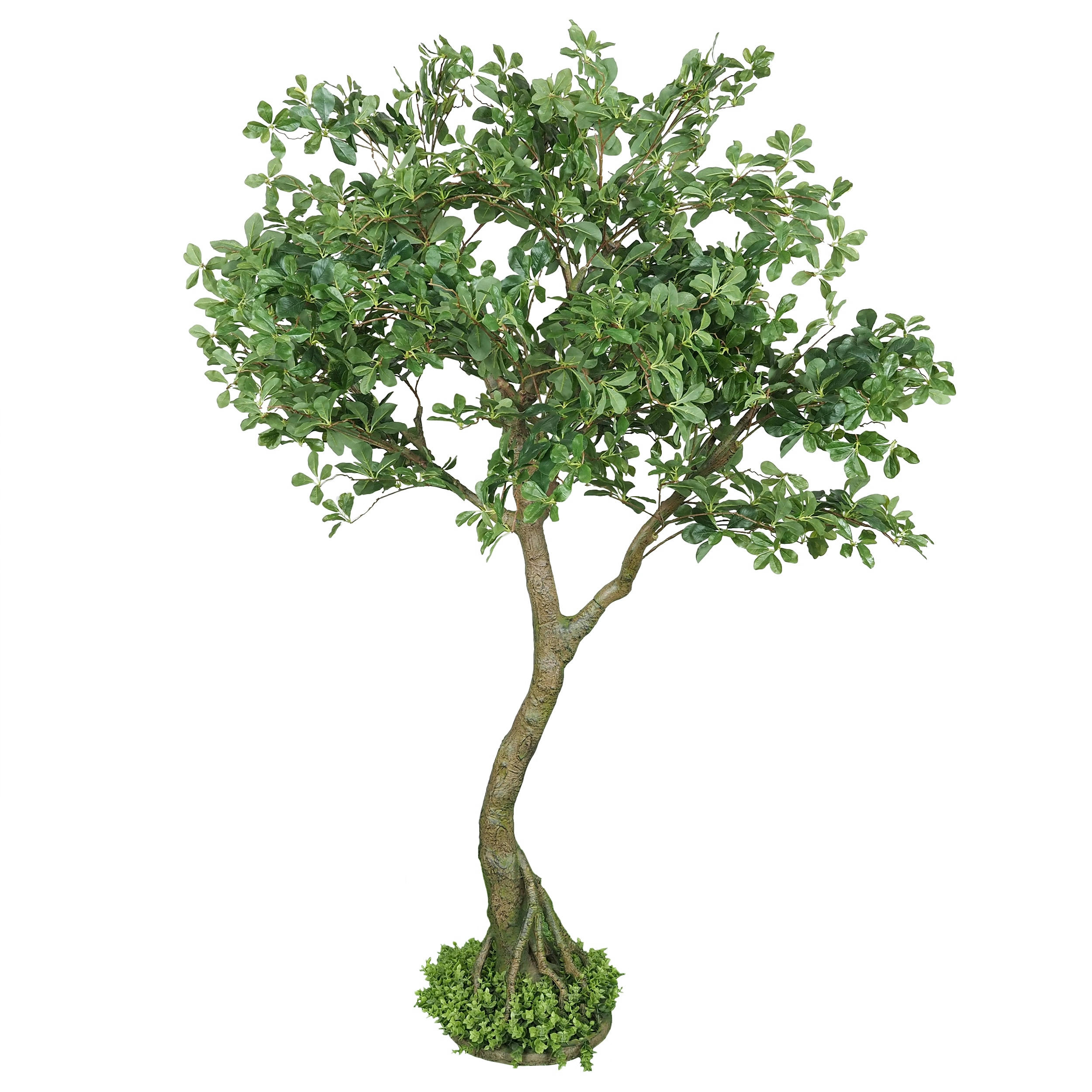 - Schefflera luseana bonsaï artificiel 190cm