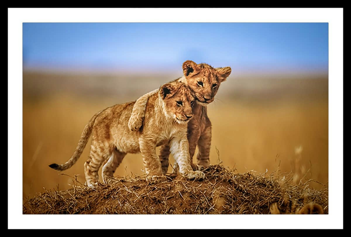 - Affiche animaux brothers for the life avec cadre noir 30x20cm