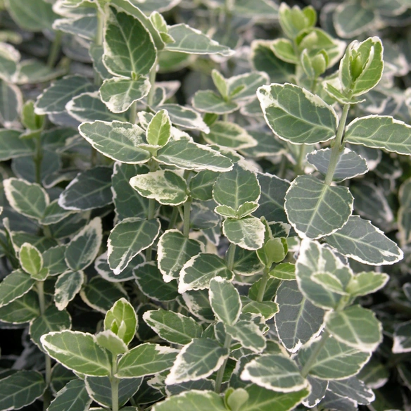 Spindelstrauch, Euonymus fortunei »Emerald Gaiety«, weiß, winterhart