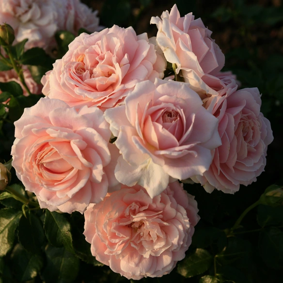 Beetrose, Rosa »Cremosa®«, Blüte: apricot, gefüllt