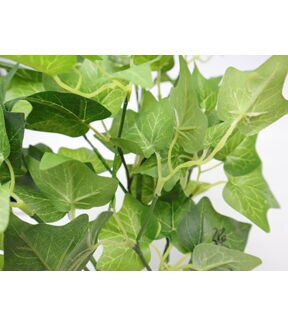 14 English Ivy Bush by Bloom Room