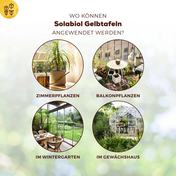 Insektizid, 60 g, Fest