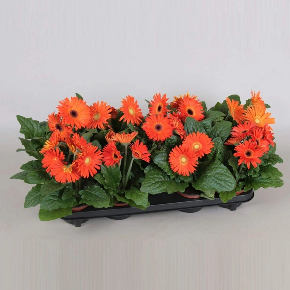 Gerbera, Gerbera Hybriden, Blütenfarbe: orange