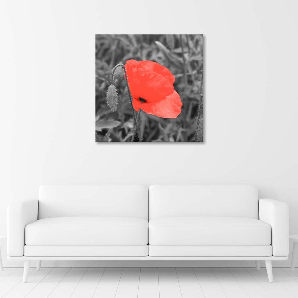 Feeby Obraz na płótnie Czerwony mak w szarości 30x30