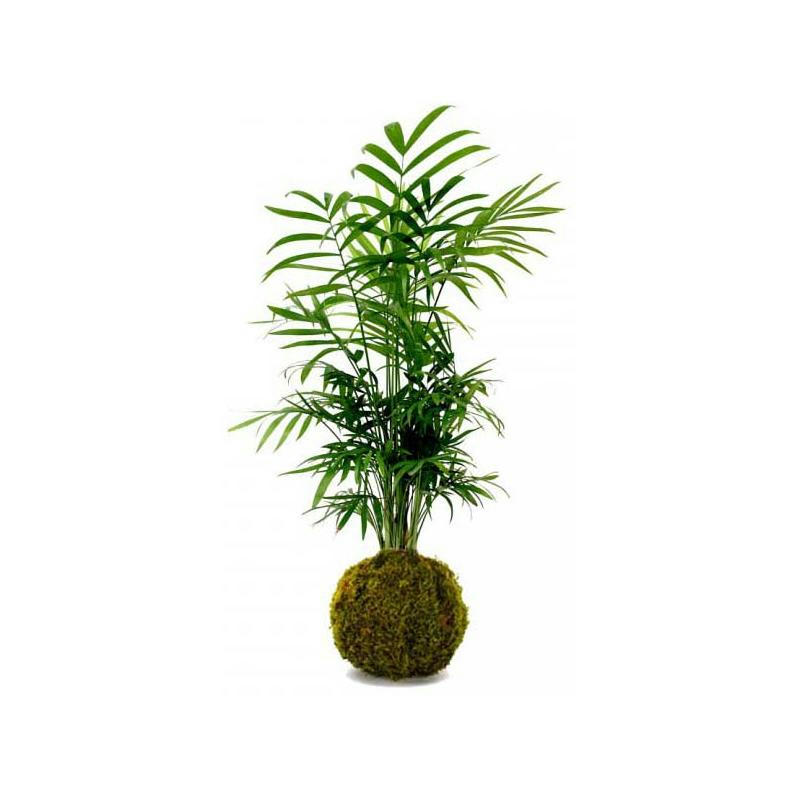 - Décoration végétale kokedama chamadorea