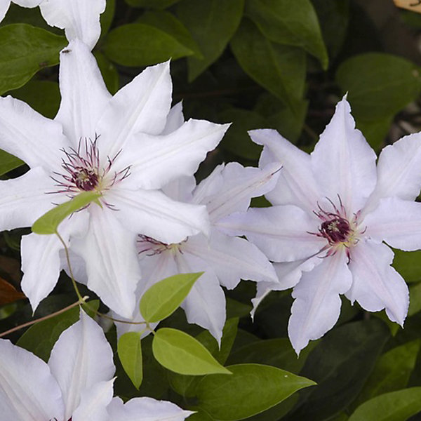 2 x Clématite 'Snow Queen' - Clematis 'Snow Queen'- 50-60 cm pot