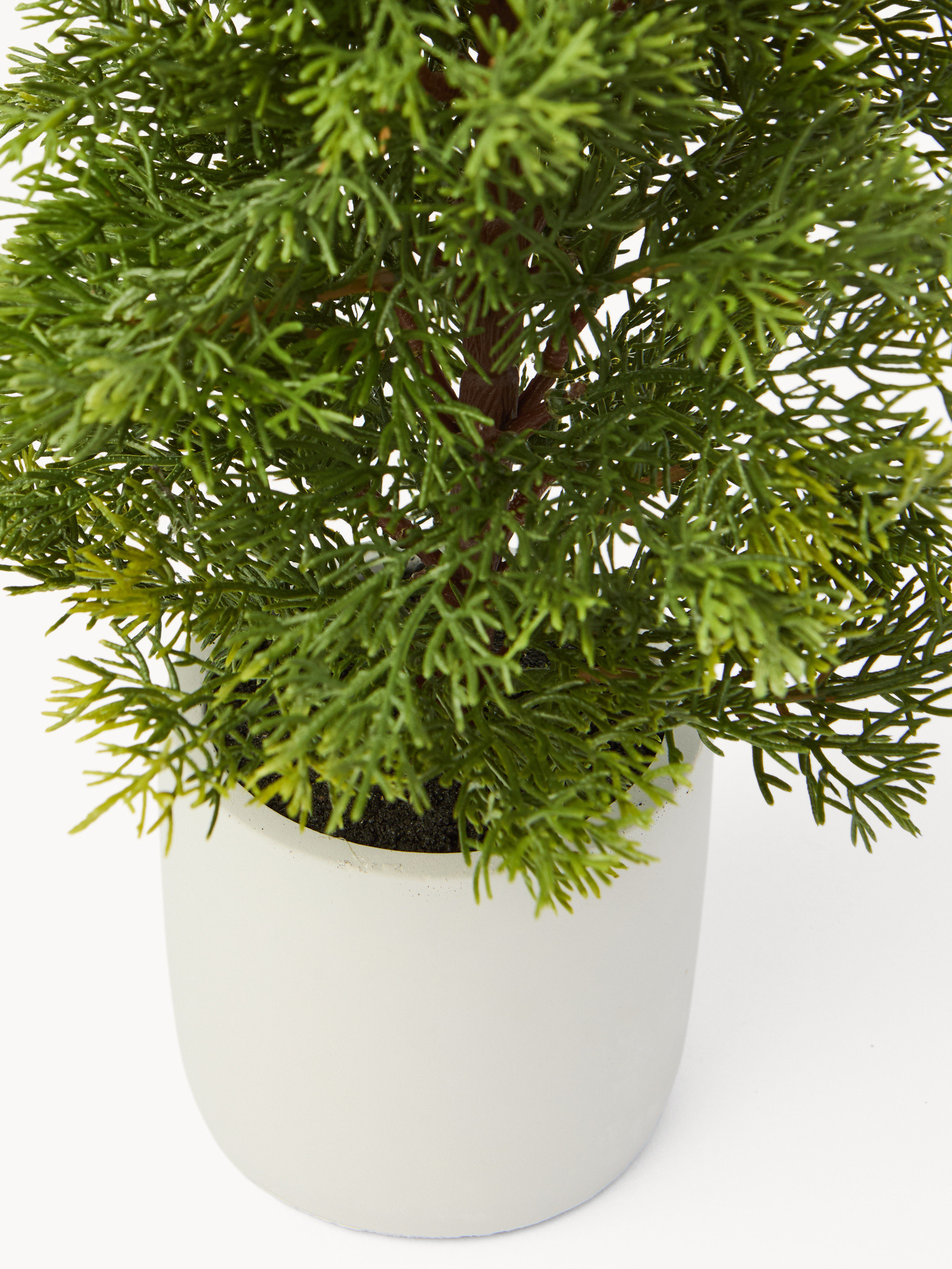 Alberello con pigne e vaso