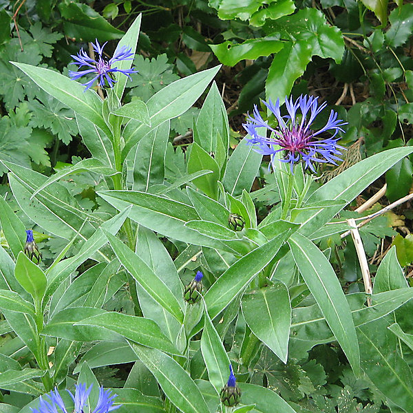 6 x Bleuet - Centaurea montana 'Coerulea'- godet 9cm x 9cm