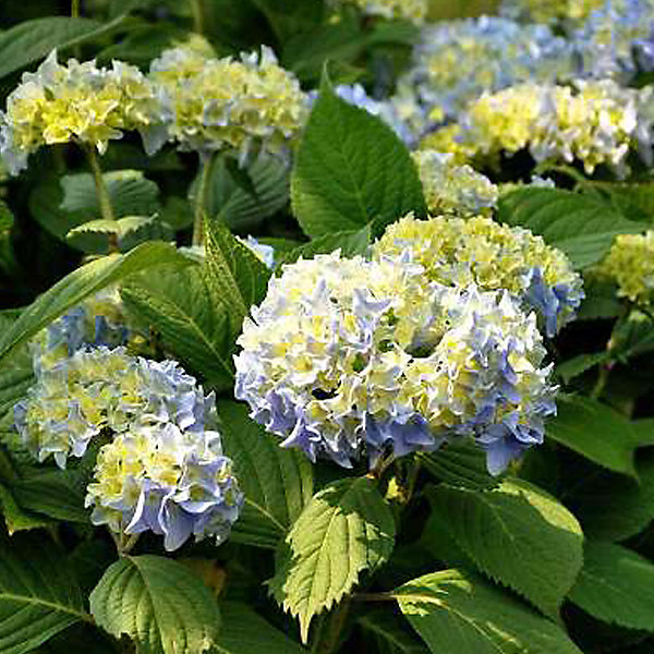 2 x Hortensia 'Nikko Blue' - Hydrangea macrophylla 'Nikko Blue'- 25-30 cm pot