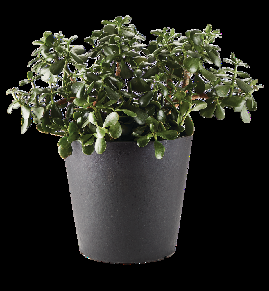 CANVAS Octavia Outdoor Planter, 11-in, Assorted Colours