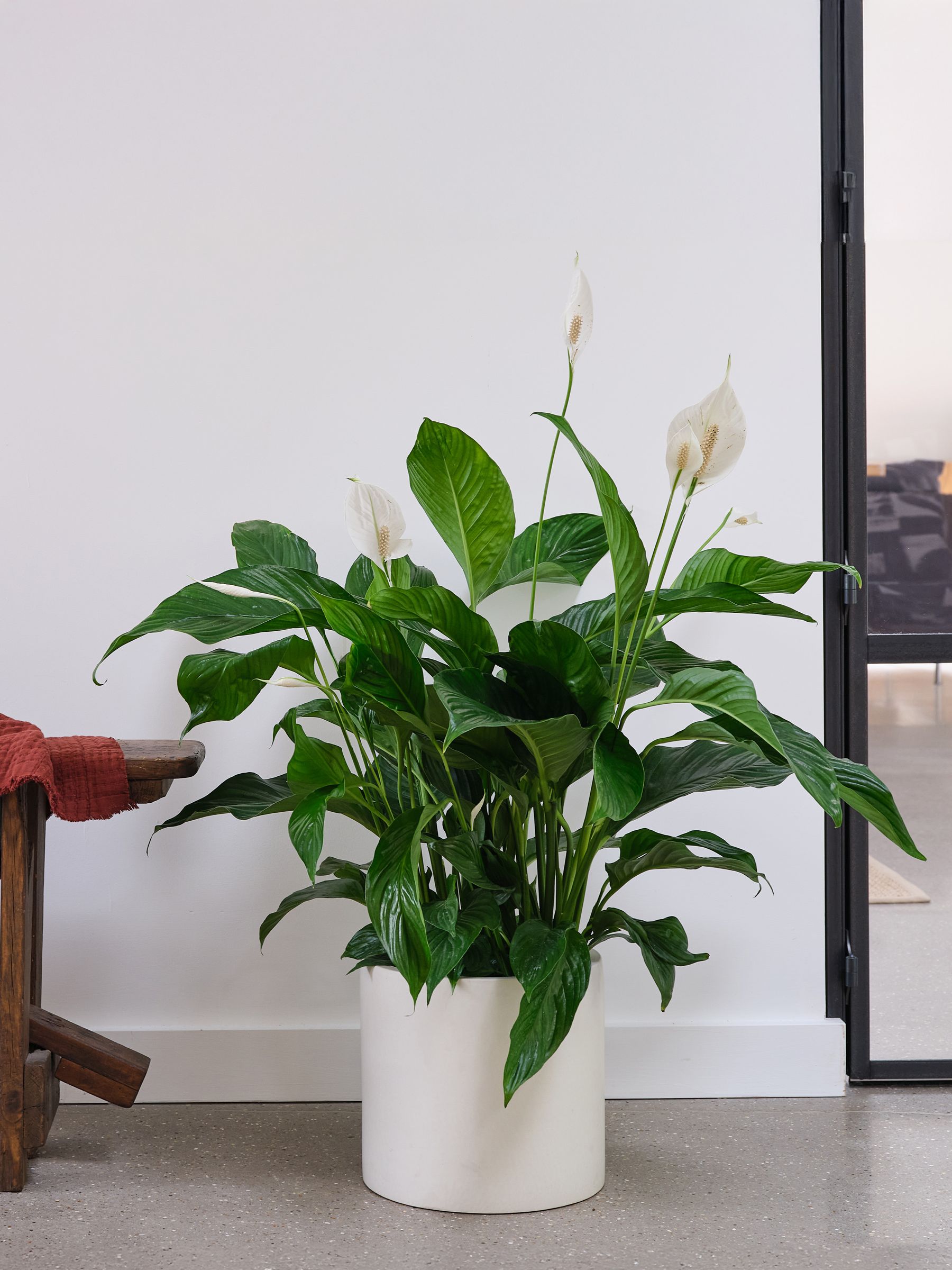 Beards & Daisies Oyster Real Peace Lily Plant in Earthenware Pot