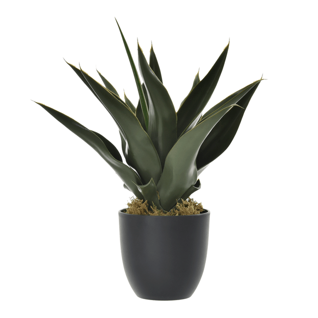ARRANJO ALOE BABOSA