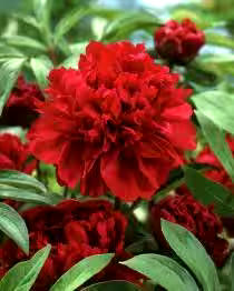 Bulbs Are Easy Paeonia Karl Rosenfield Perennial Flower Bulbs