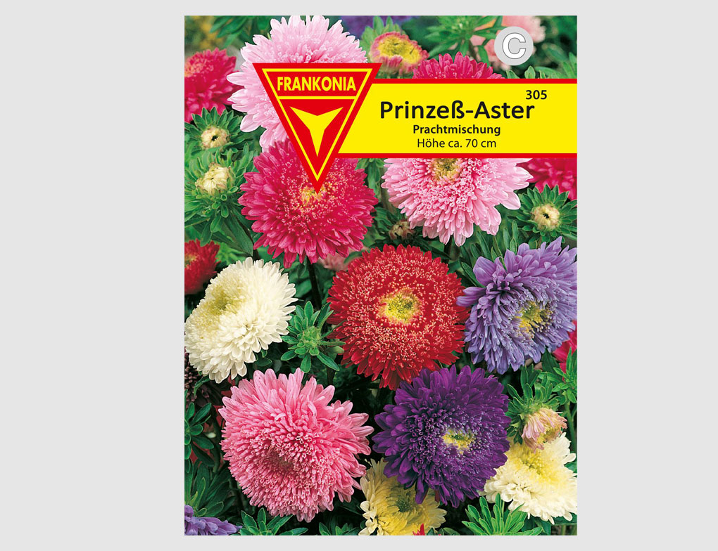 Prinzeß-Aster