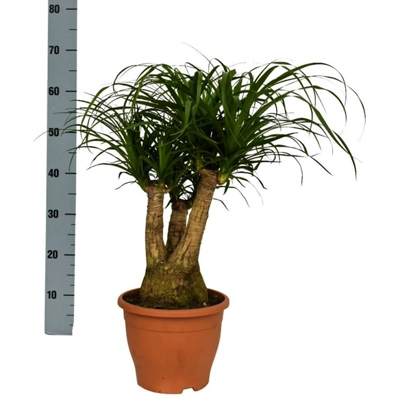 Grünpflanze, Beaucarnea recurvata, verzweigt T 23 H 60