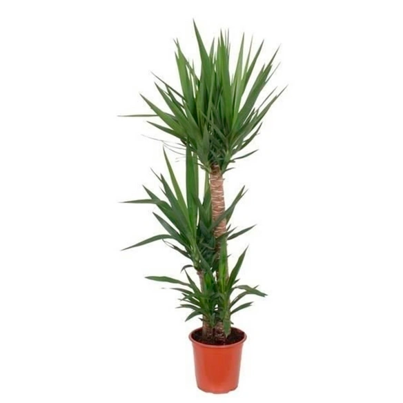 Palmlilie, Yucca elephantipes, im Kunststoff-Kulturtopf