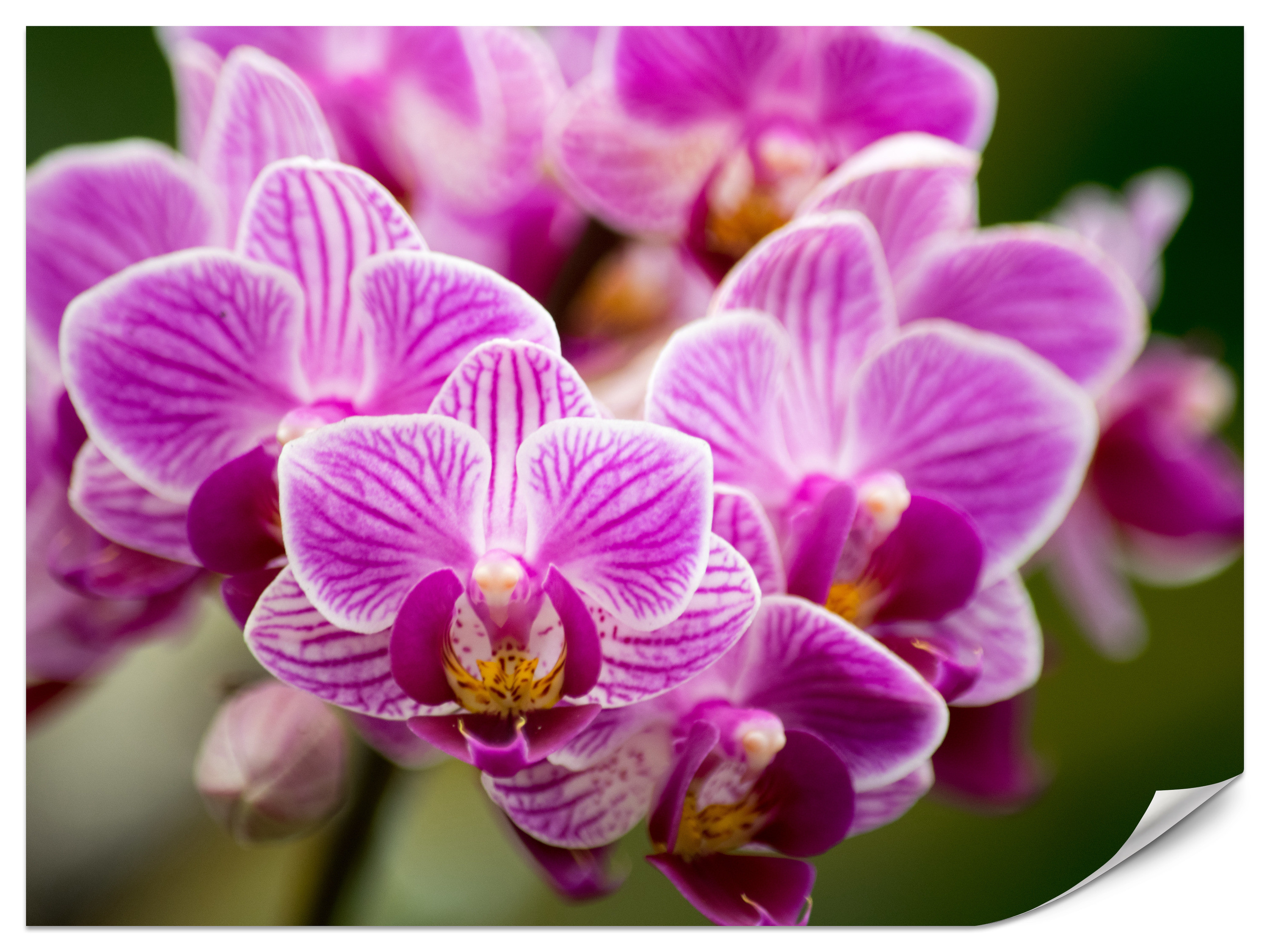 Fototapeta Bukiet Orchidei 100x70cm