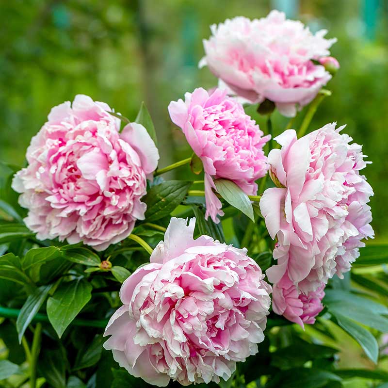 Luktpion 'Sarah Bernhardt'