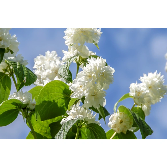 Falscher Jasmin, Philadelphus »Minnesota Snowflake«, Blätter: grün, Blüten: weiß