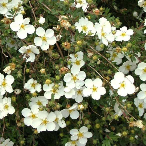 Pflanze »Potentilla fruticosa«, Creme Brulee ®, mehrjährig, weiß