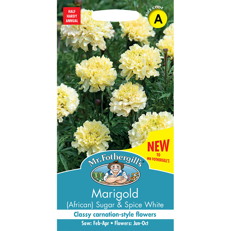 Stor tagetes 'Sugar & Spice White'