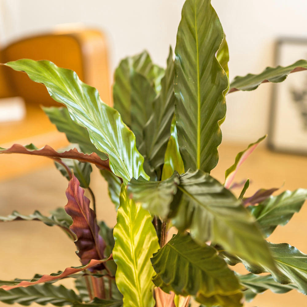 CALATHÉA - Calathéa Wavestar sans cache-pot