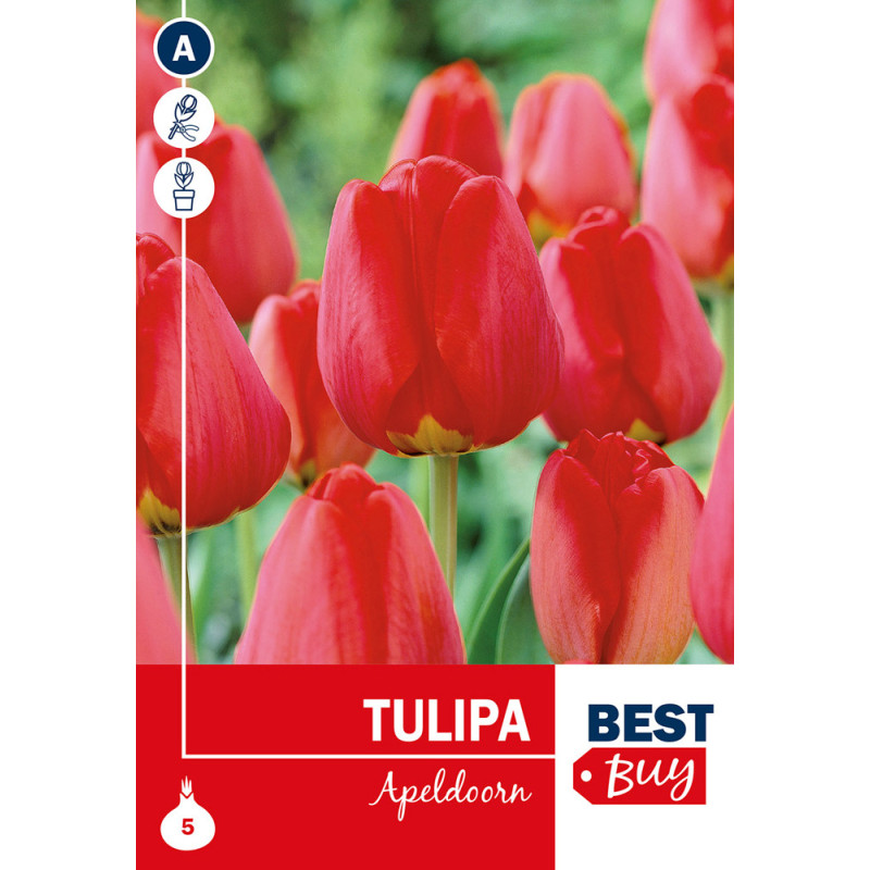 Bulbes de tulipes Apeldoorn 5 pièces