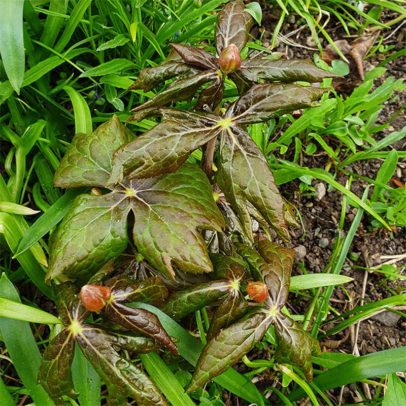 Indiskt fotblad, Podophyllum hexandrum