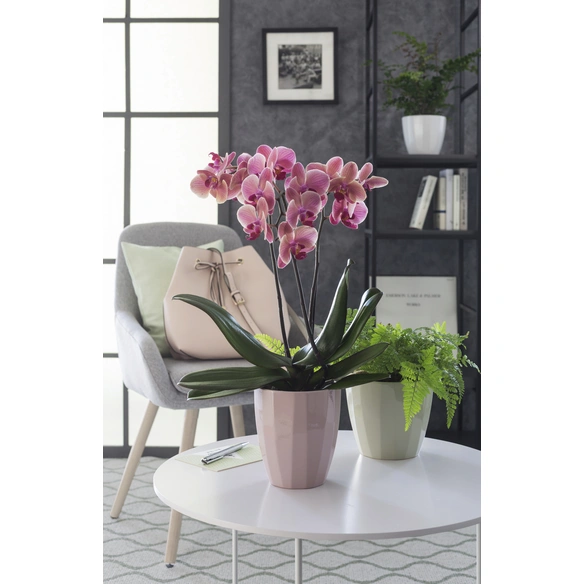 Übertopf »ELEGANCE«, Breite: 18,2 cm, grün, Keramik