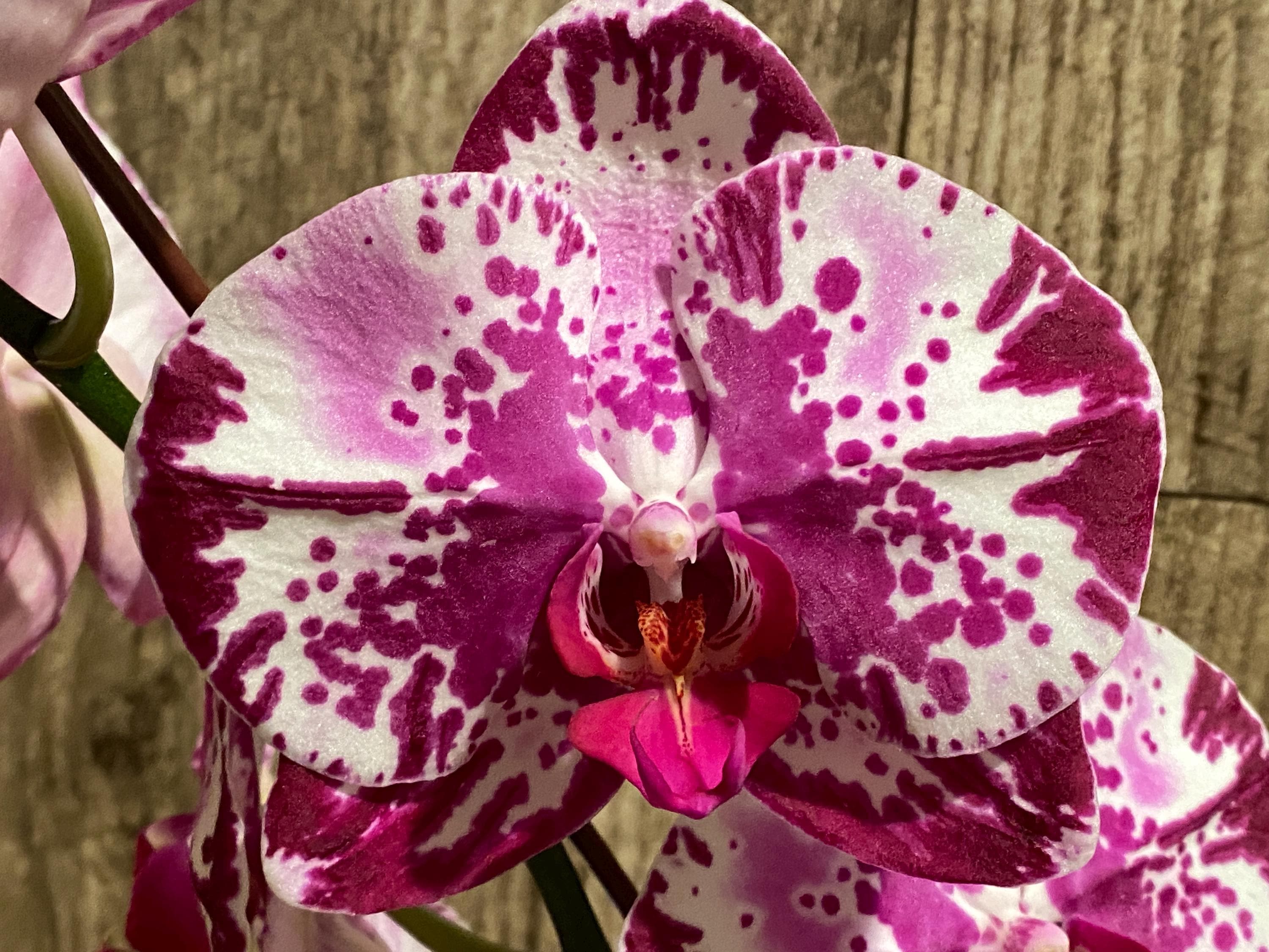 In Spike Phalaenopsis Shulong Happy Cat (4.5