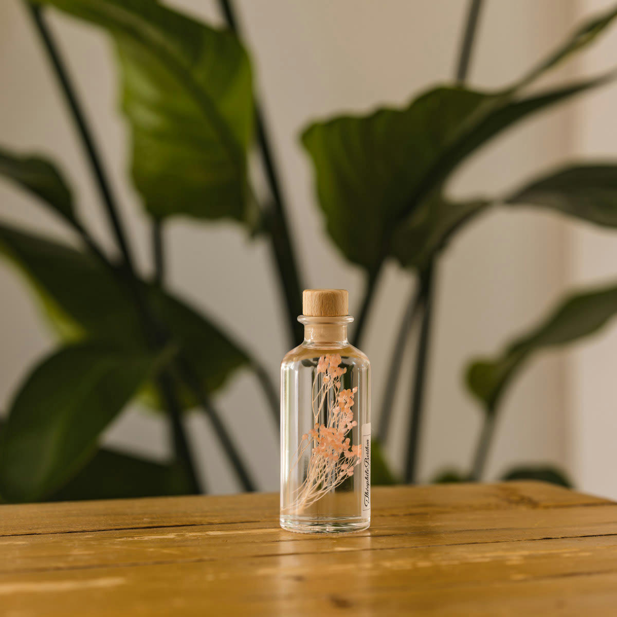 HERBARIUM DE THEOPHILE - Plante immergée Broom rose