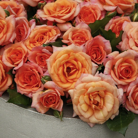 Rose »Bentheimer Gold«