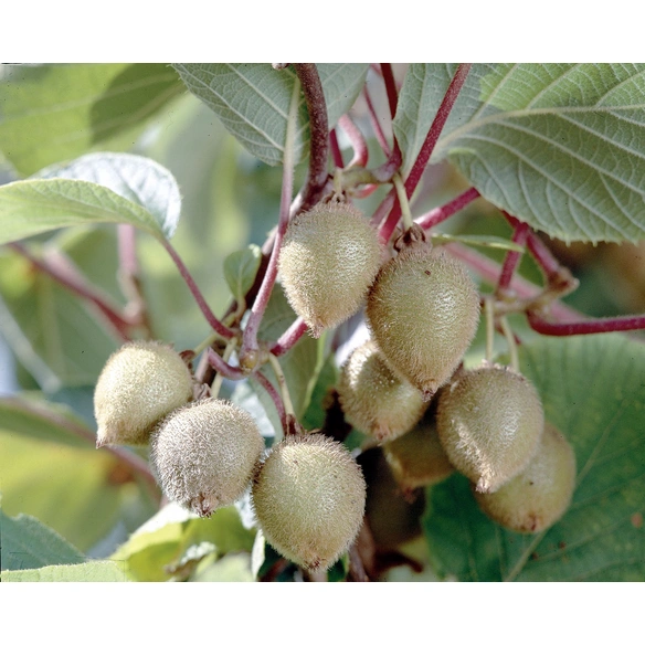 Kiwi, Actinidia chinensis »Jenny«, Blüte: gelb, essbar