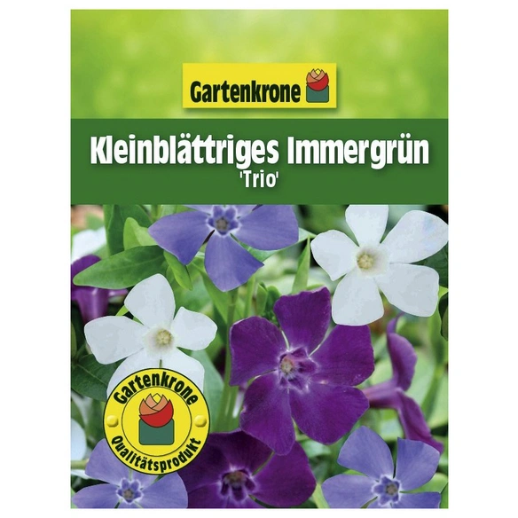 Kleinblättriges immergrün, Vinca minor »Trio«, Blattfarbe: grün, Blüte: mehrfarbig