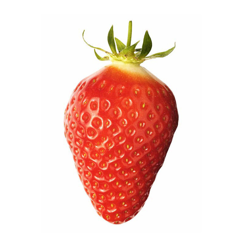 Fraisier Gariguette en pot