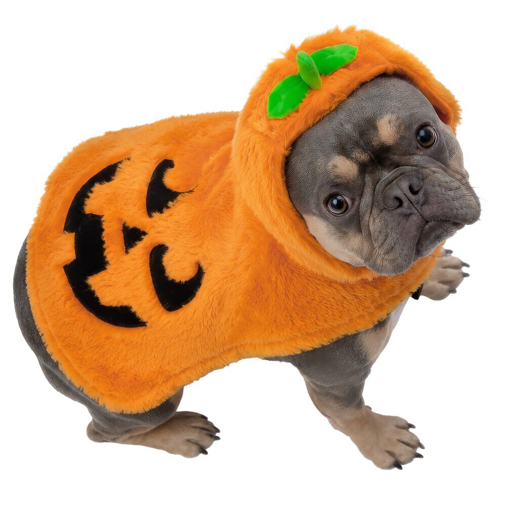 Déguisement chien Halloween pull capuche citrouille orange L/XL