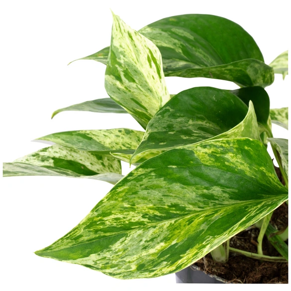 Efeutute, Epipremnum aureum, im Kunststoff-Kulturtopf